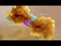 Axs studio medical animation mulitple myeloma proteasome