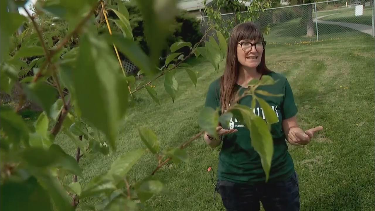 RAW INTERVIEW Tree Utah s Amy May Explains Group s Mission To Create raw-interview-tree-utah-s-amy-may-explains-group-s-mission-to-create