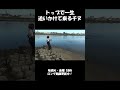 トップで一生追いかけて来るチヌ