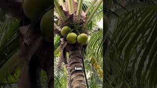 Yüksekteki Hindistan Cevizini Böyle Aldı! 🥥😱