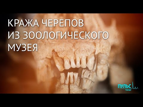 Дело о краже черепов из Зоологического музея в Петербурге
