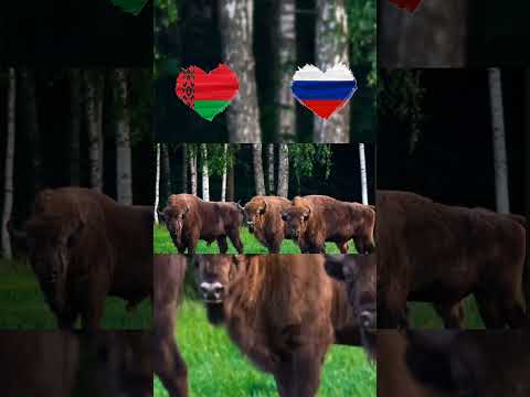 🇷🇺РОССИЯ и БЕЛАРУСЬ🇧🇾 #shorts #shortvideo #рекомендации #россия #russia #беларусь #belarus