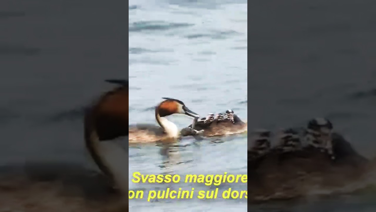 Svasso maggiore con i piccoli sul dorso.