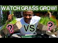 BEST PATCH GRASS IN 30 DAYS?