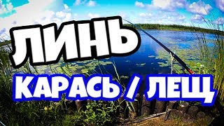 Линь, карась, лещ на поплавочную удочку. Поклёвки крупным планом.