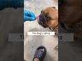 🤯 You Let Dogs Lick You? Watch This First! 🐶🔬#ViralShorts #MicroscopeView #HiddenBacteria