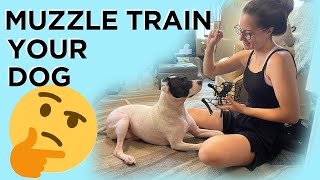 Get Your Dog To Wear A Muzzle - How To Muzzle Train by The Way 119 views 2 years ago 19 minutes