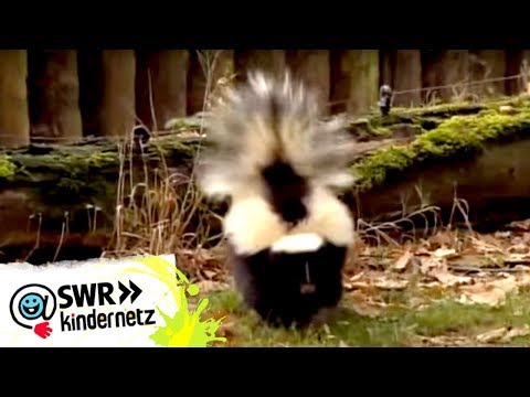 Stinktiere bei OLIs Wilde Welt | SWR Kindernetz