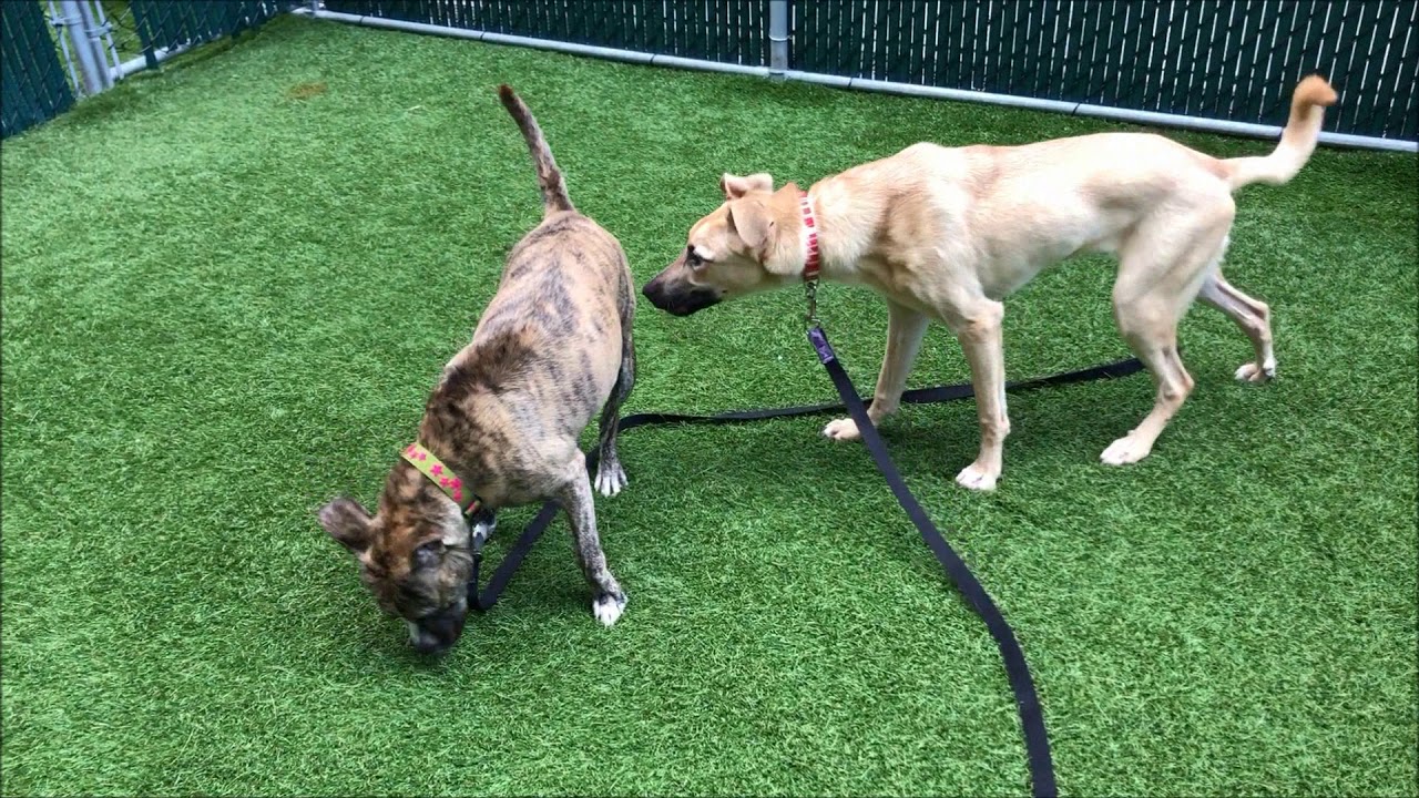 adopt cats long island Sammy 63103 love to play with Pepe Playgroup NYCACC