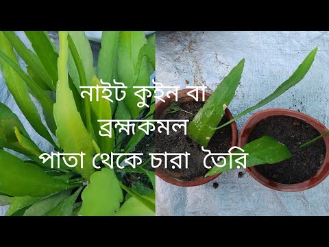 ভিডিও: কিভাবে একটি চারা গজানোর