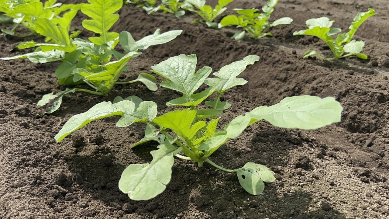 Radish Cultivation] What to do when radishes bend and don't grow