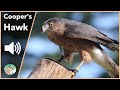 Cooper&#39;s Hawk - Sounds