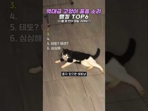 역대급 고양이 울음 <strong>소리</strong> 랭킹 TOP6 #랭킹 #<strong>쇼츠</strong> #웃긴영상