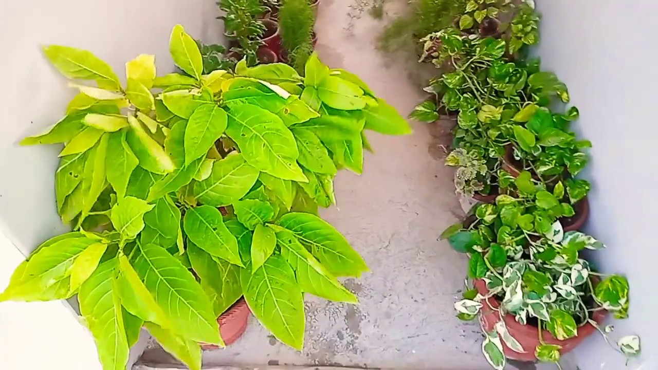 My Rooftop Gallery Overview My Green Plants Collection