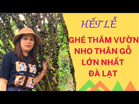 Video Vlog#. Hết Lễ Ghé Thăm Vườn Nho Thân Gỗ Lớn Nhất Đà... - youtube