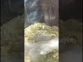 Vitamina de abacate simples e fácil #shorts #viral #vidademãe #vlogcomigo #vitaminas