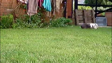 khaki campbells run through rabbits