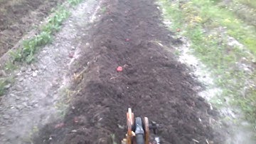 digging potatoes with the middle buster