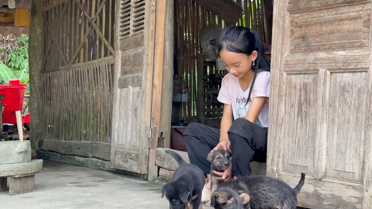 Нгок Хан заботится о своих щенках - Тушеная свинина - Куриный корм