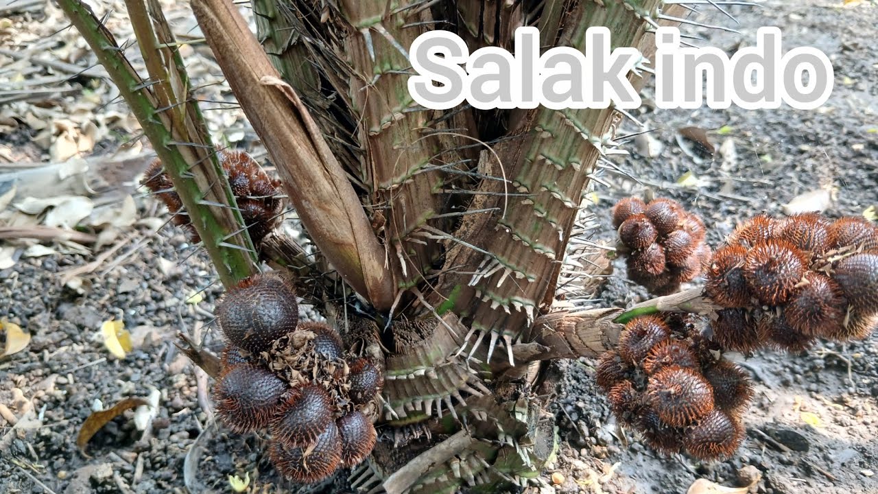 Salak indo 39 tháng tuổi #salakpondoh #mayindo 
