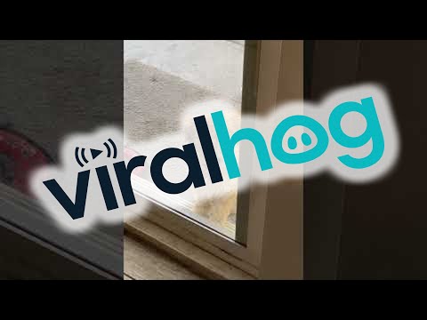 Pup Teaches Little Sister to Use Doggy Door || ViralHog