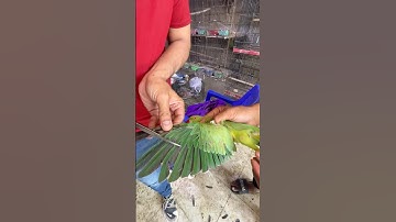 Parrot 🦜 feathers 🪶 trimmed #talkingparrot #parrot #trending #ytshorts #shorts