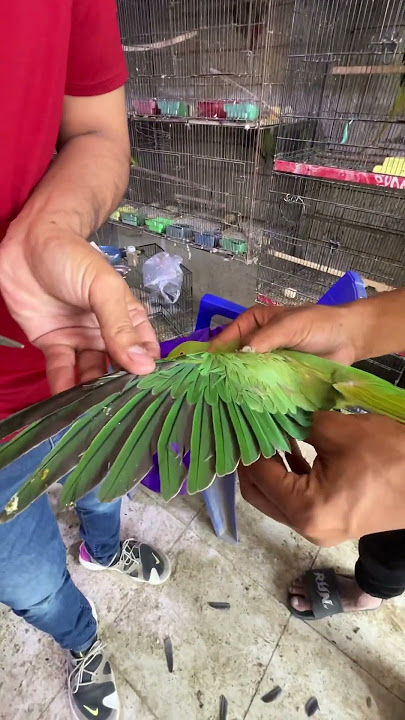 Parrot 🦜 feathers 🪶 trimmed #talkingparrot #parrot #trending #ytshorts #shorts
