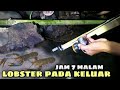 SUNGAINYA LAGI JERNIH || SAATNYA B3R8URU LOBSTER AIR TAWAR