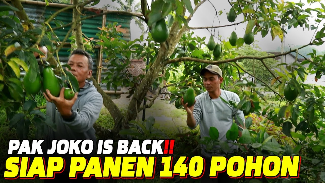 KEBUN ALPUKAT INSPIRATIF ‼️ BARU TANAM 3 TAHUN SUDAH PANEN ⁉️