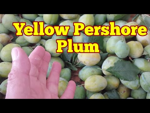 Video: Yellow Pershore Plum Տեղեկություն. խորհուրդներ դեղին պերշոր սալոր աճեցնելու համար