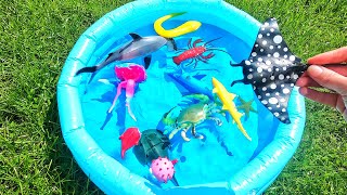 Learn sea creature names & facts for babies, toddlers, kids