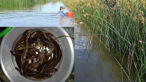 Cắm Câu Lịch Dính Toàn Lịch Khủng | Yến Lê Cà Mau