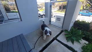 Stop a Dog's Aggressive Barking at the Gate