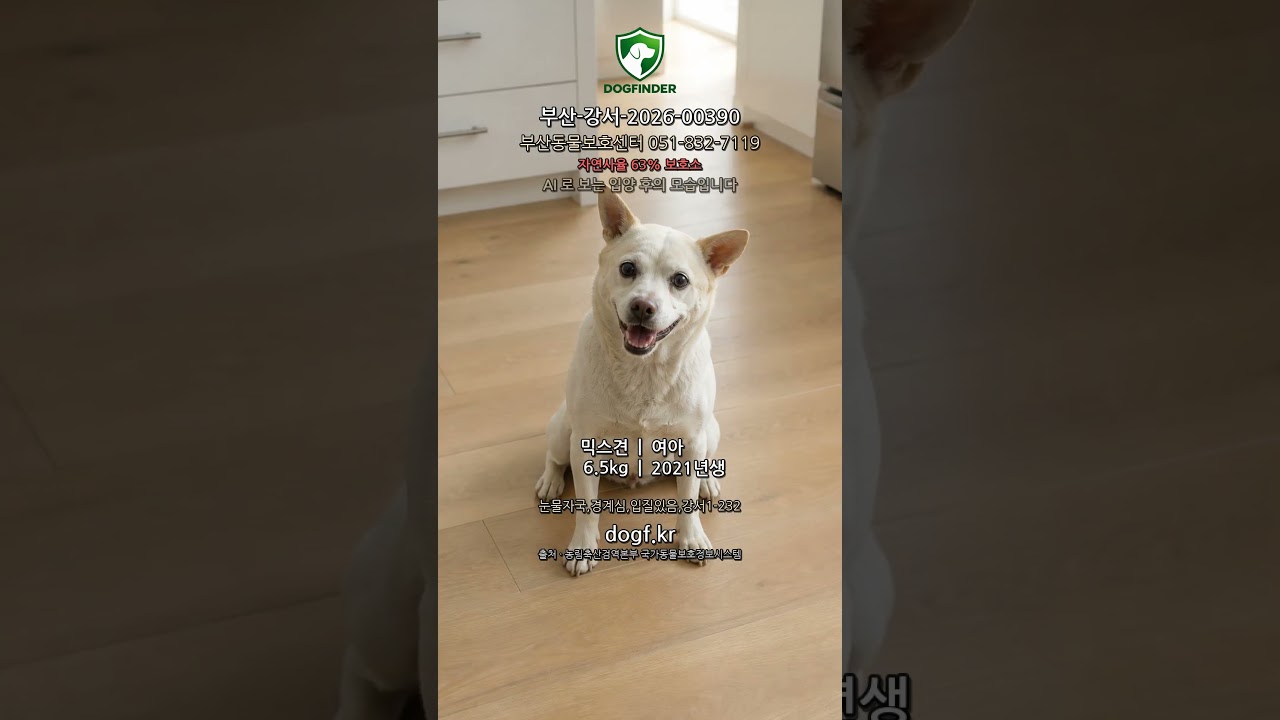 [부산광역시 강서구] 믹스견 여아 6.5kg · 공고 마감 2026. 9. 28. #유기견 #shorts