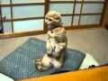 【奇跡瞬間芸】立ち上がったニャンコ☆ vol.3 Standing up cat Amazing kitten