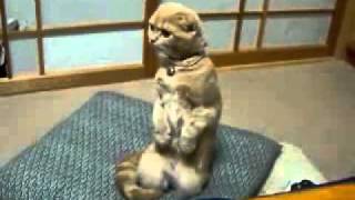 【奇跡瞬間芸】立ち上がったニャンコ☆ vol.3 Standing up cat Amazing kitten