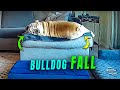 Bulldog falls off couch onto a dog bed