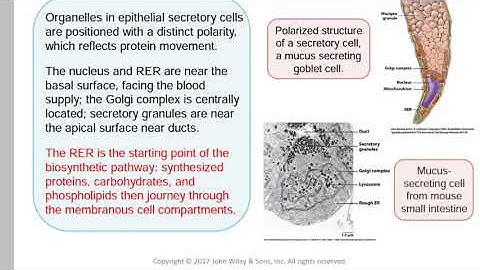 Cytology-[Chapter 12-Cellular organelles and membrane trafficking]-Part 1 - Noor Almanaseer