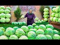 Harvesting Organic Large Cabbages and Traditional Stuffed Cabbage Rolls Recipe!