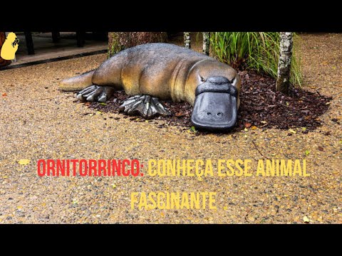 5 curiosidades surpreendentes