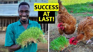 CHEAP CHICKEN FEED | I Grew PERFECT Fodder for My Chickens