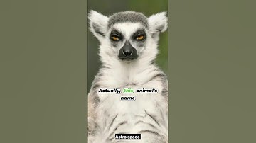 Facts about lemur animal 😱| #ytshort​ #astrospace  #facts​ #viral​ #trending​ #sciencefacts