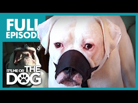 the-aggressive-american-bulldog:-jed-|-full-episode-|-it