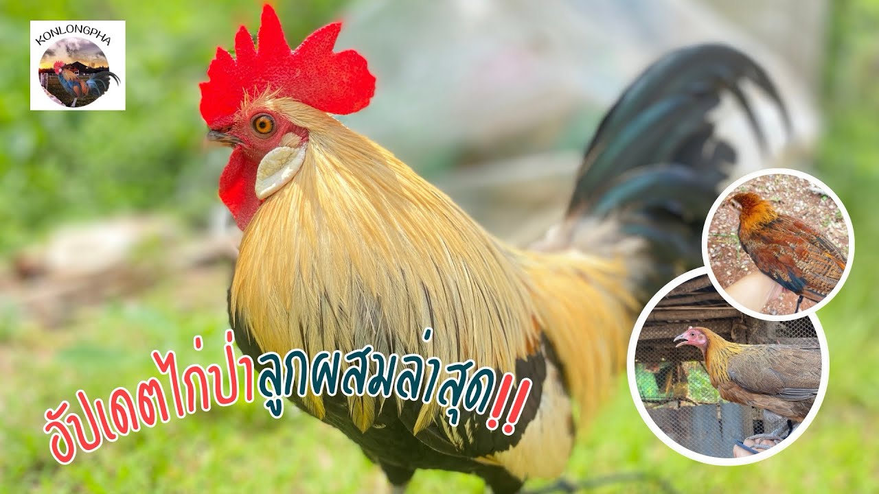 อัพเดตไก่ป่าลูกผสมที่บ้านครับ