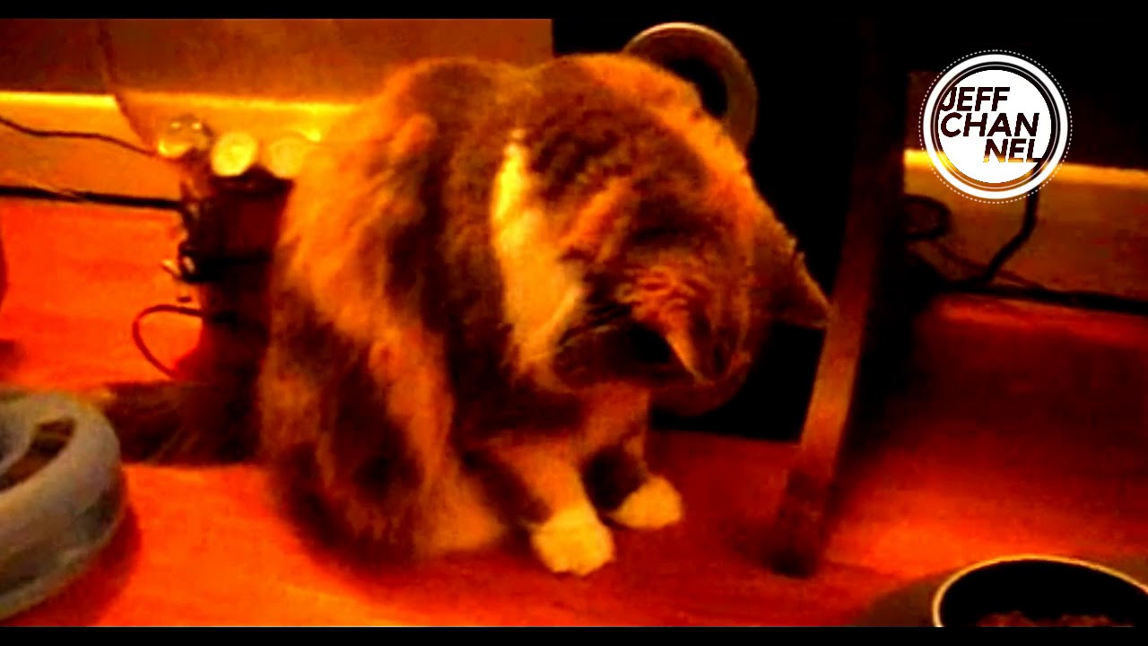 Cat paws are very sensitive and flexible which is comparable to our