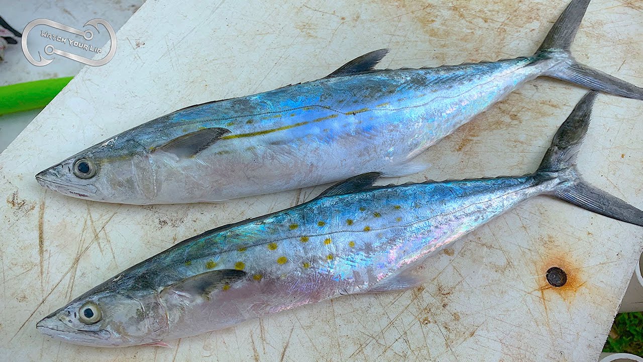 HOW TO IDENTIFY MACKEREL SPECIES IN FLORIDA - SPANISH, CERO AND