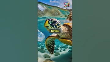 The Shocking Truth About the Great Pacific Garbage Patch!