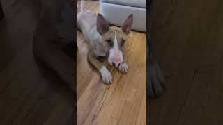 English bull terrier waking up after a nap.