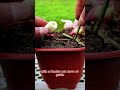 From Rose flower ♻️💱 To a rose tree. it’s very interesting video for all of you