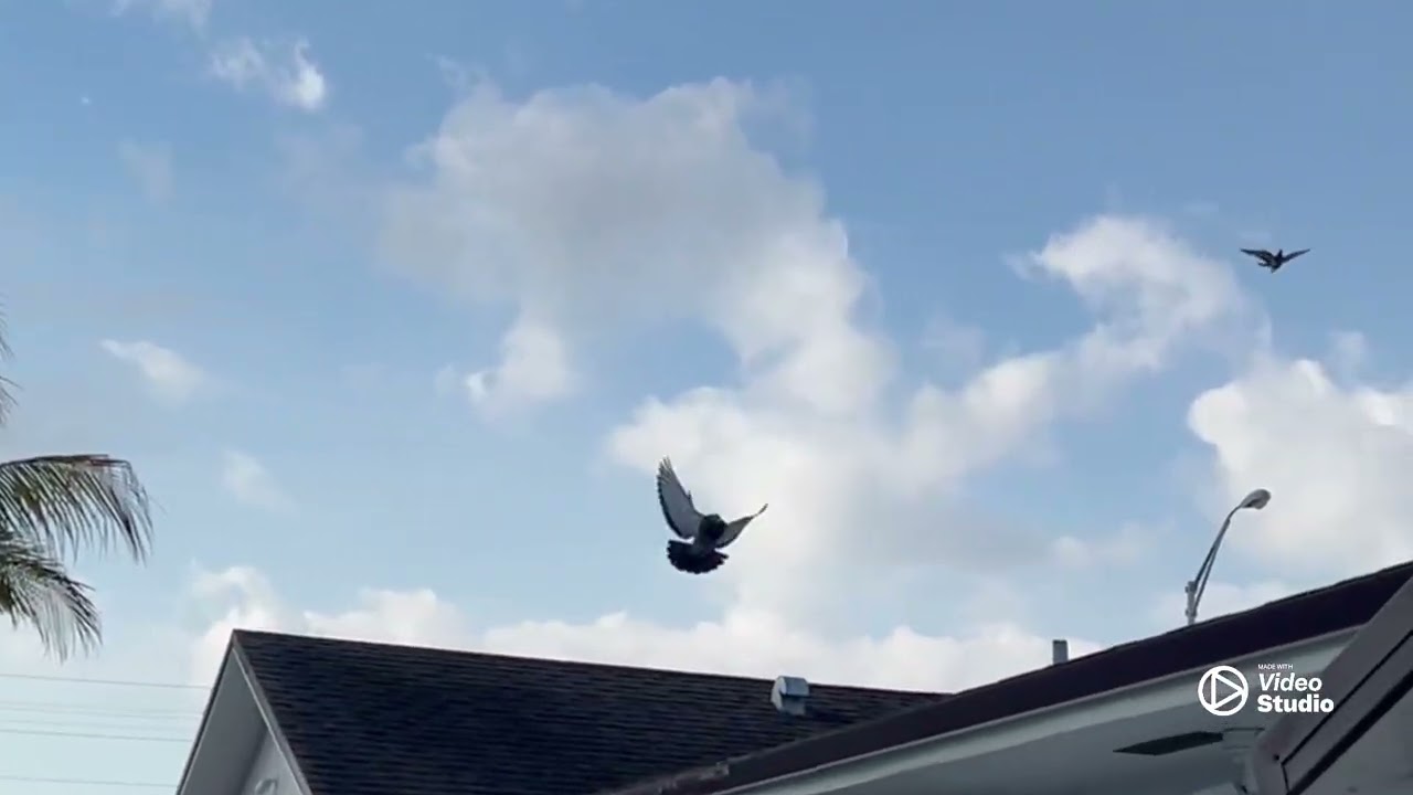 Captura#14 del BURRO #05 del 2026